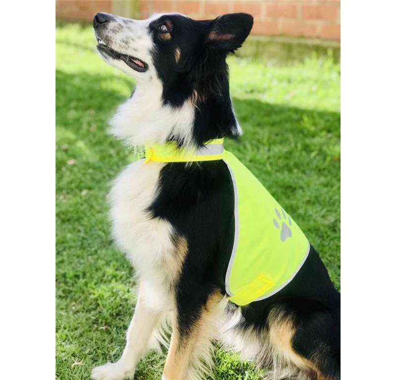 Odsevnik za psa KTH100
